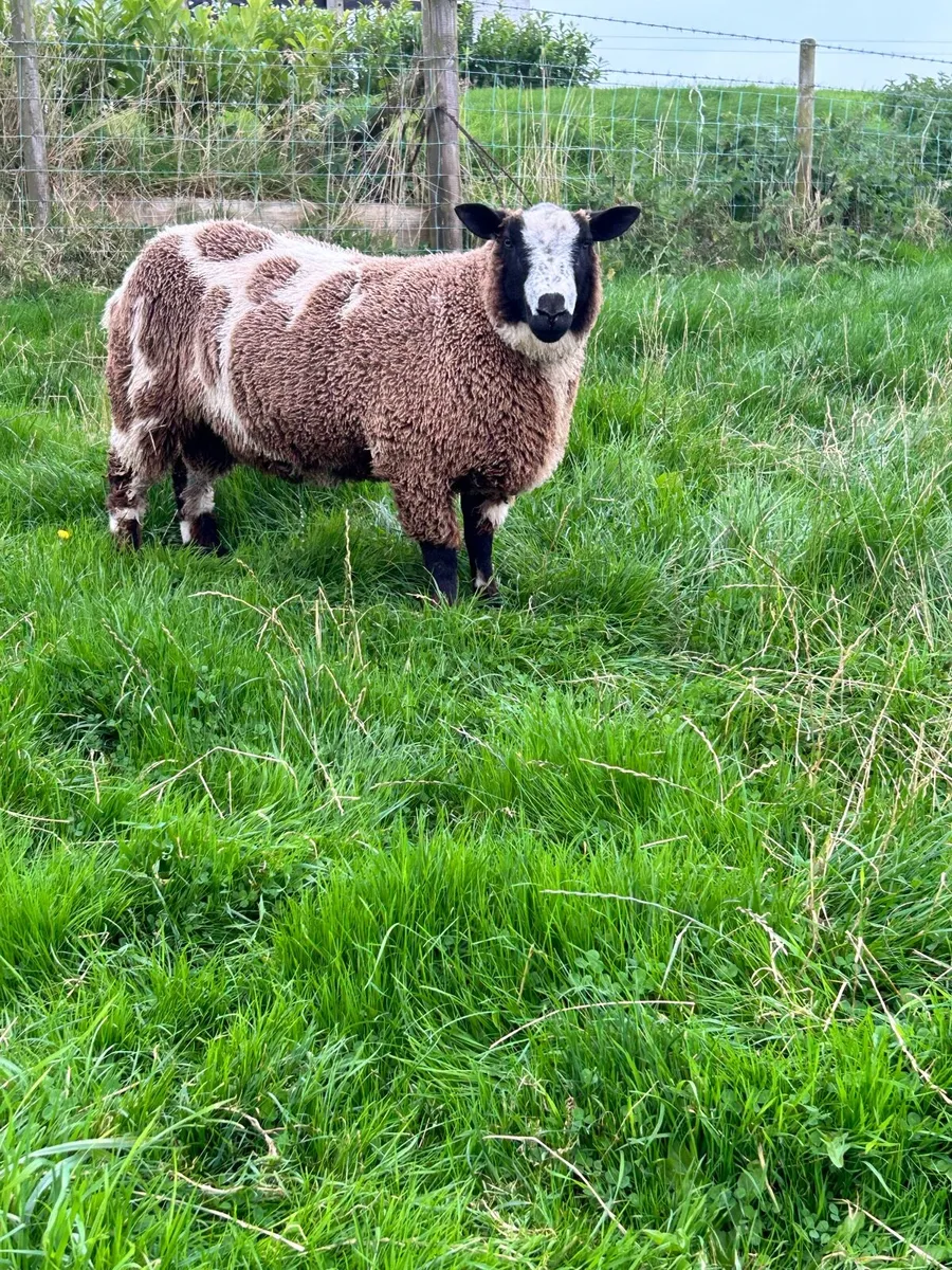 Dutch Spotted Shearling Ram - Image 3