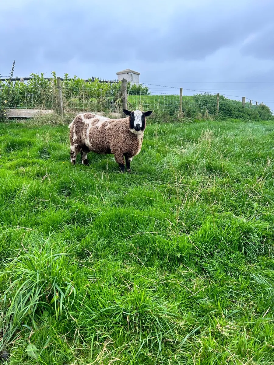 Dutch Spotted Shearling Ram - Image 4