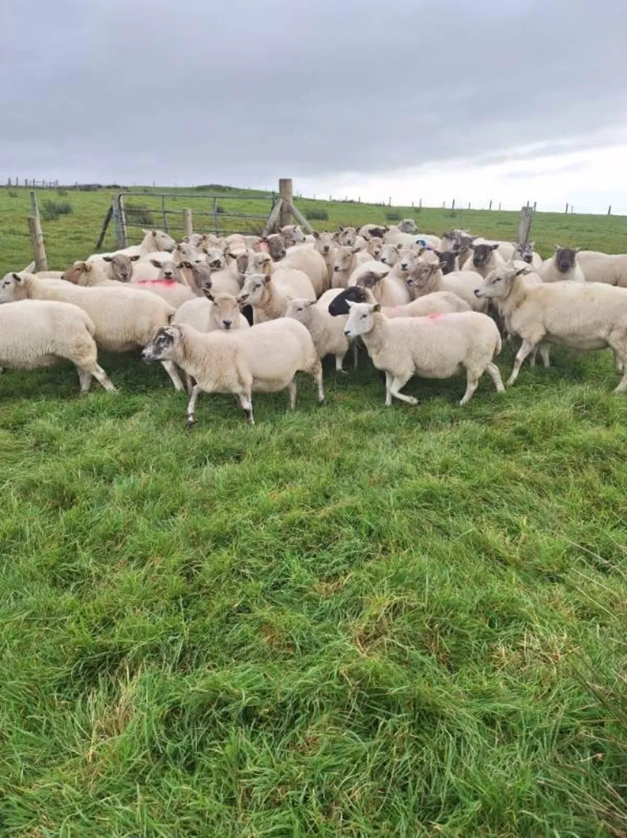 45 Breeding Sheep for Sale - Image 1