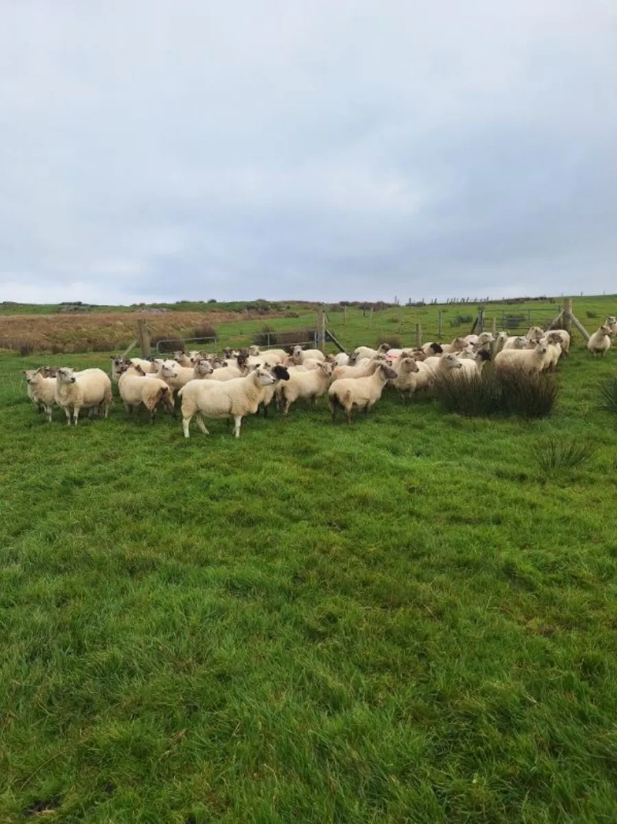 45 Breeding Sheep for Sale - Image 2