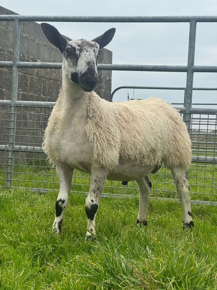 Purebred Blue faced Leicester rams for sale - Image 4