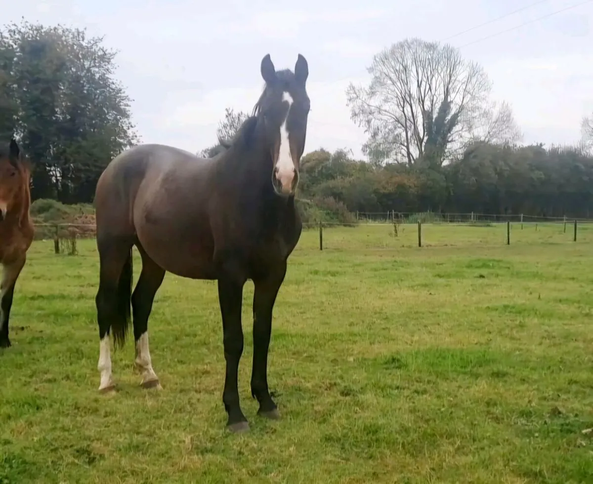 Bravour 2 year old - Image 2
