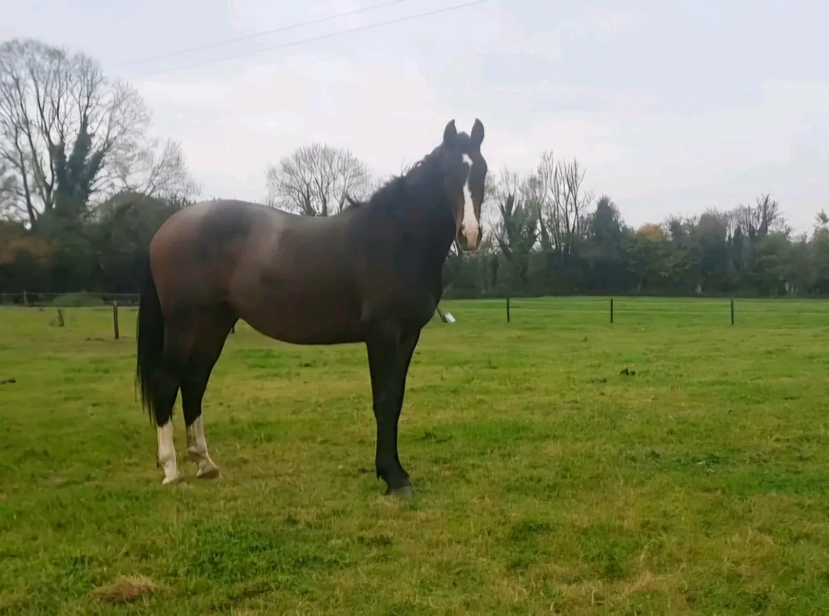 Bravour 2 year old - Image 3