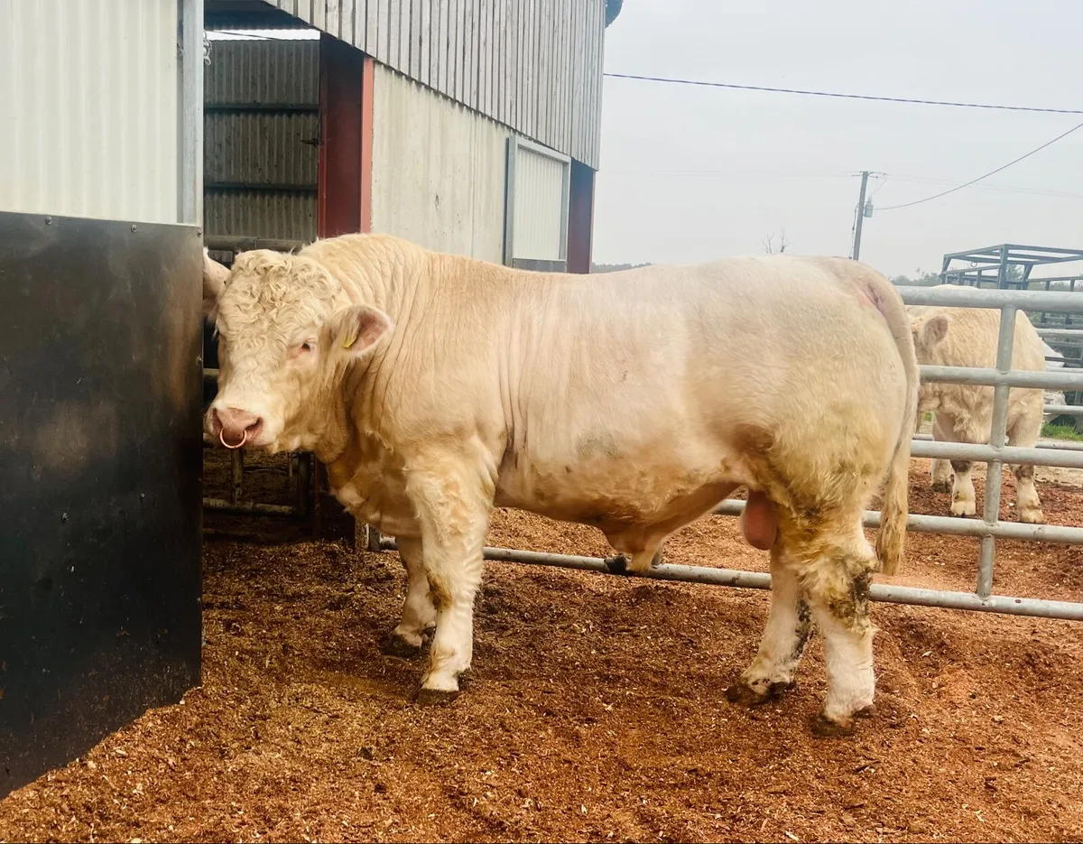 Pedigree Charolais bull (easy calver & vet checked - Image 1
