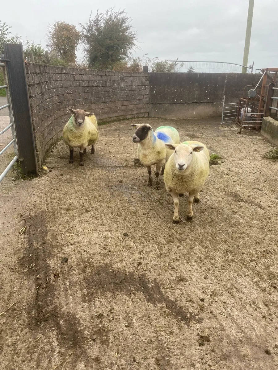 3 ewes for sale - Image 1