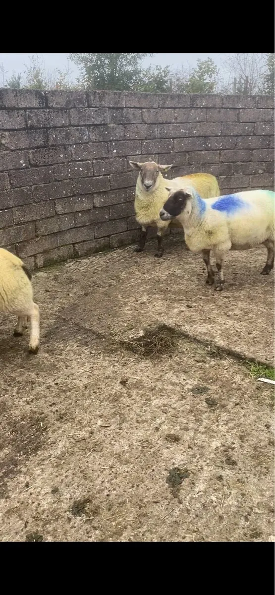 3 ewes for sale - Image 2