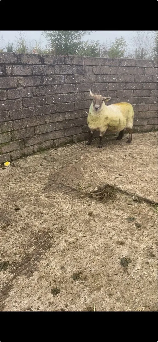 3 ewes for sale - Image 3