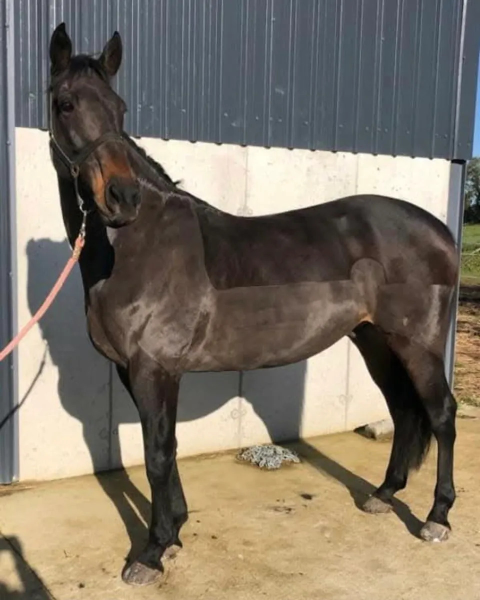 Horse and Pony Clipping Services - Image 1