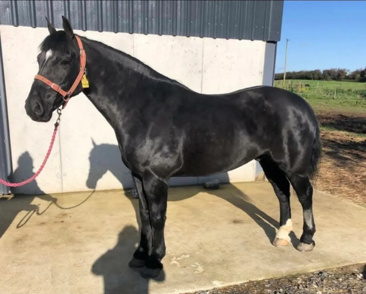 Horse and Pony Clipping Services - Image 2