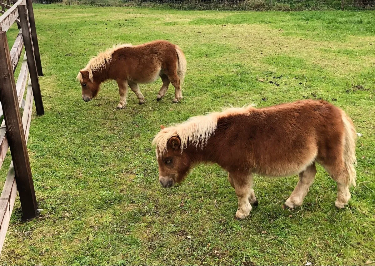 Miniature foals - Image 1