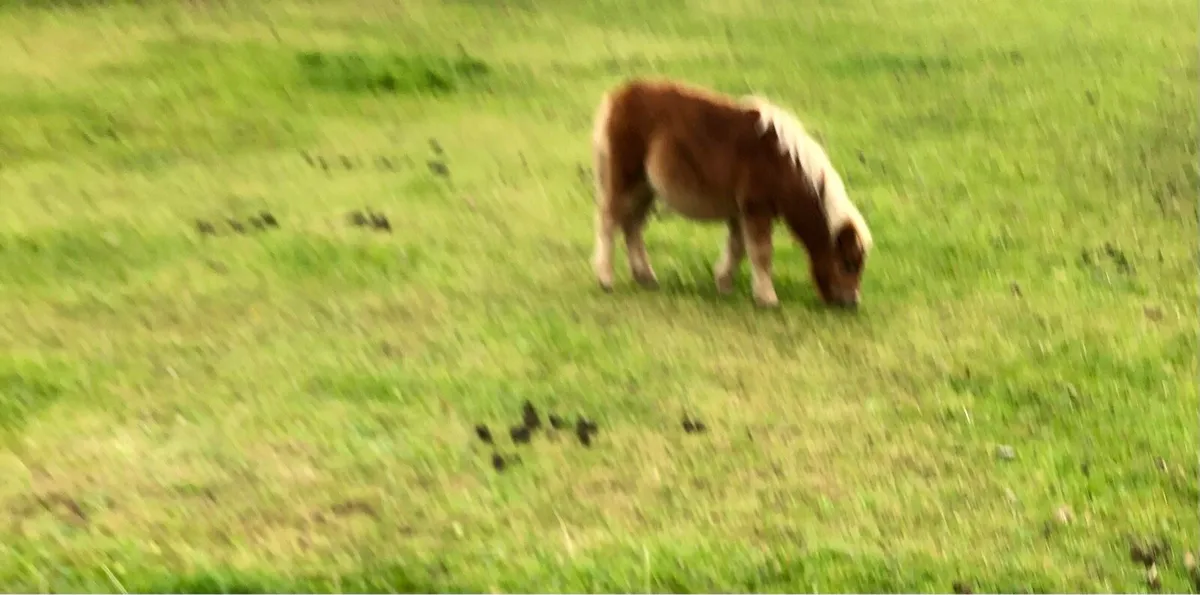 Miniature foals - Image 2
