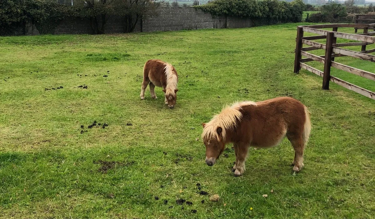 Miniature foals - Image 3