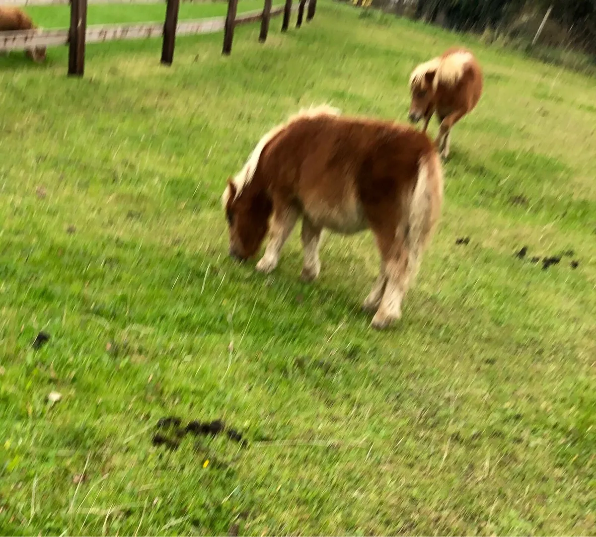 Miniature foals - Image 4
