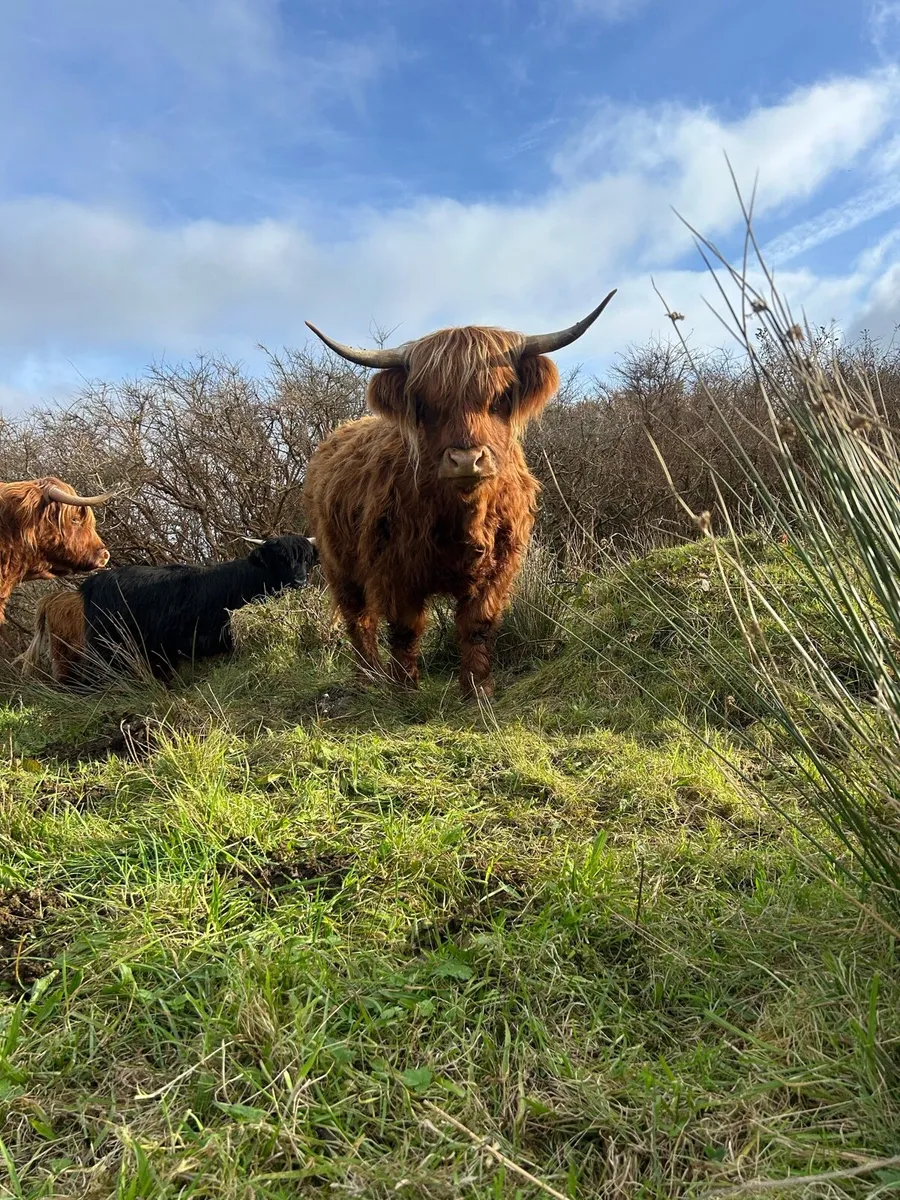 Pedigree highland cattle - Image 1