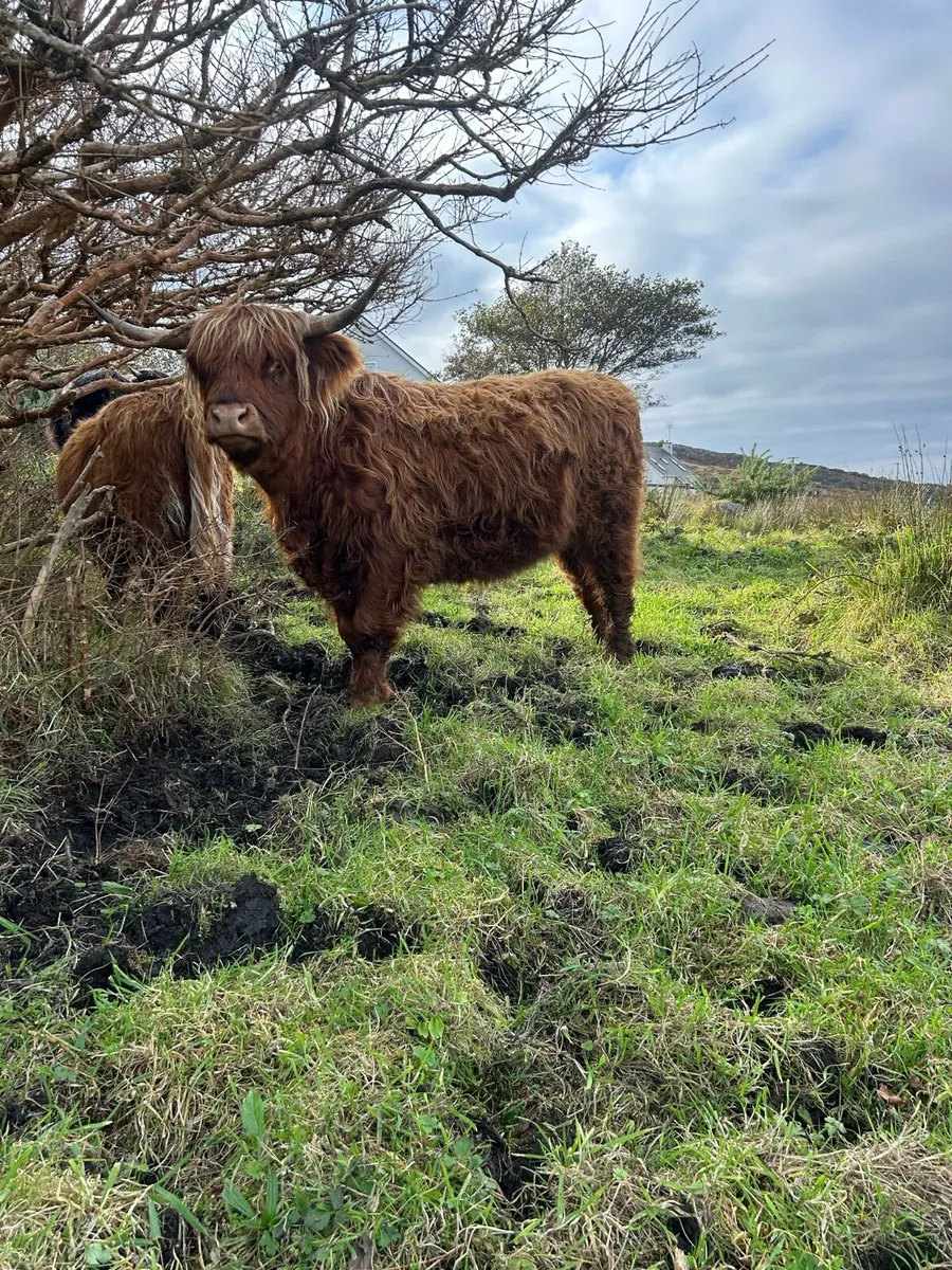Pedigree highland cattle - Image 2