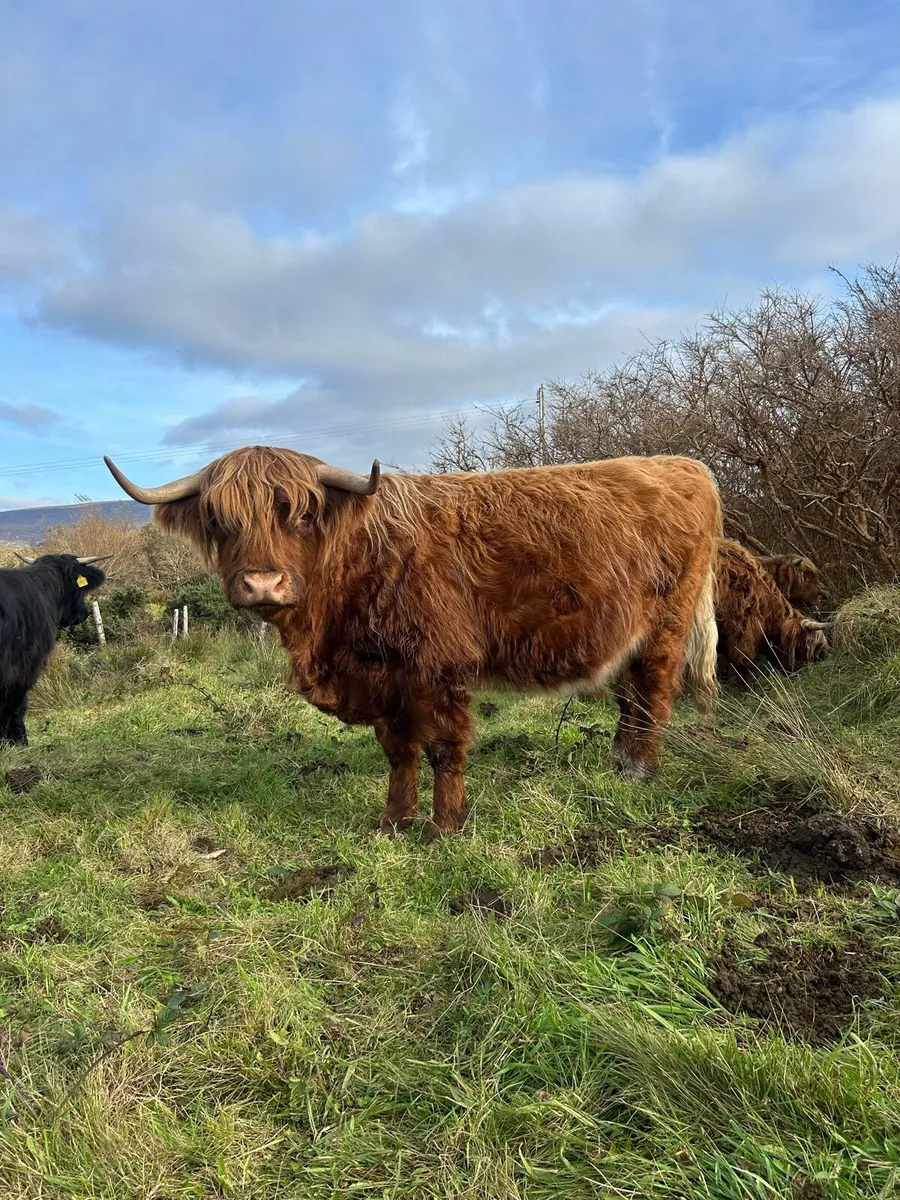Pedigree highland cattle - Image 3