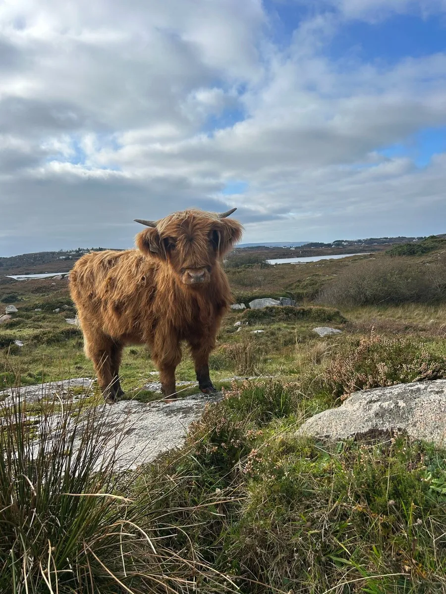 Pedigree highland cattle - Image 4