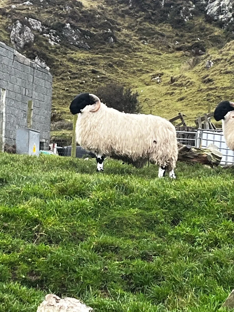 Sis ram lambs - Image 1