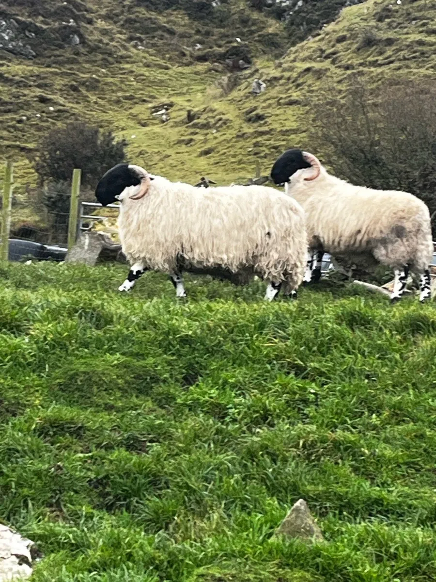 Sis ram lambs - Image 2