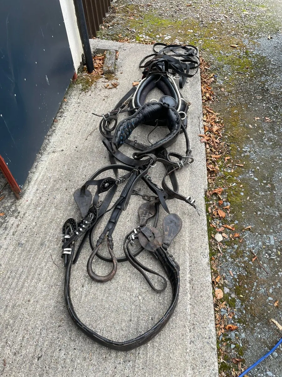 Harness for sale - Image 2