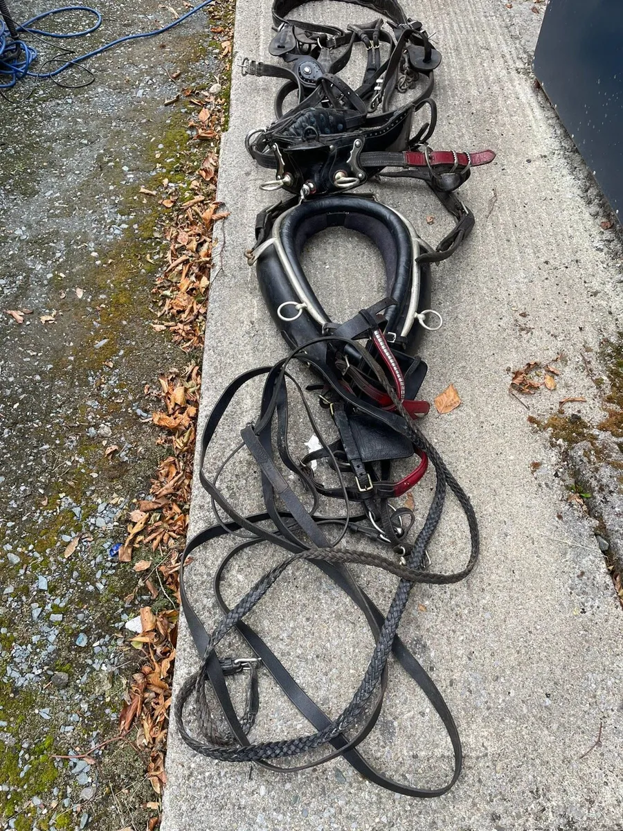 Harness for sale - Image 3