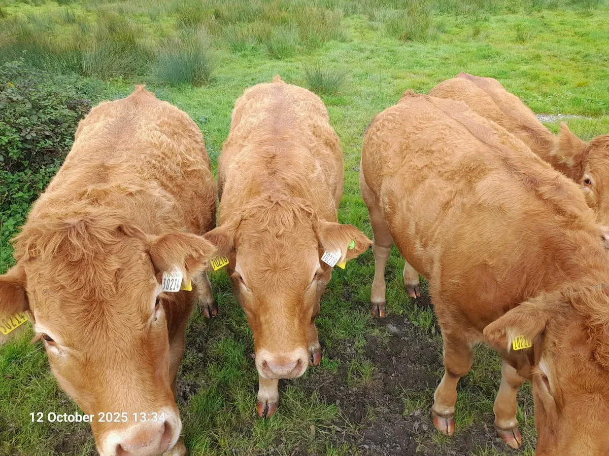 ⭐⭐⭐ Pedigree Limousin Heifers - PBR ⭐⭐⭐ - Image 1