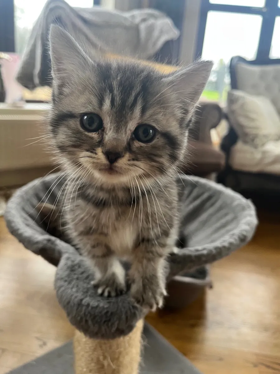 British Shorthair Kittens - Image 1