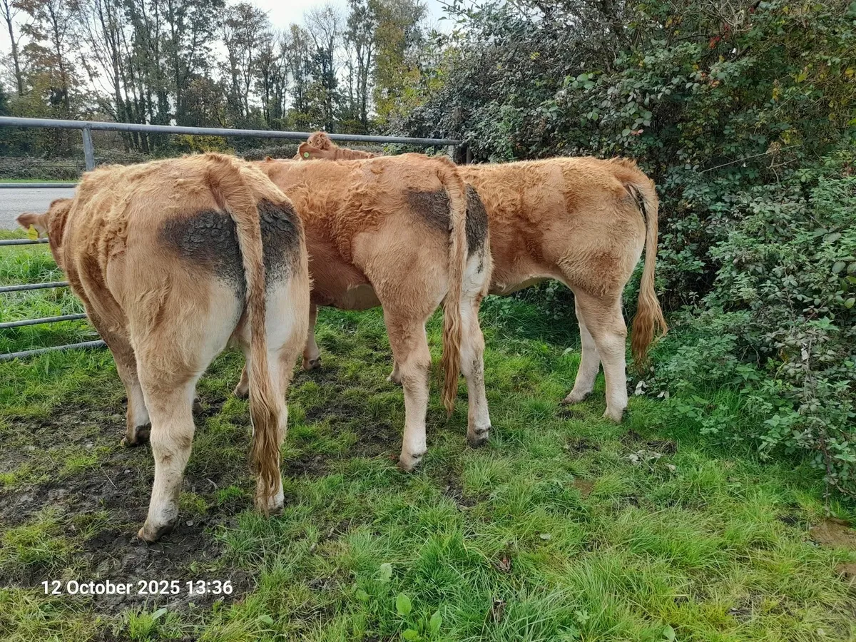 ⭐⭐⭐ Pedigree Limousin Heifers - PBR ⭐⭐⭐ - Image 3