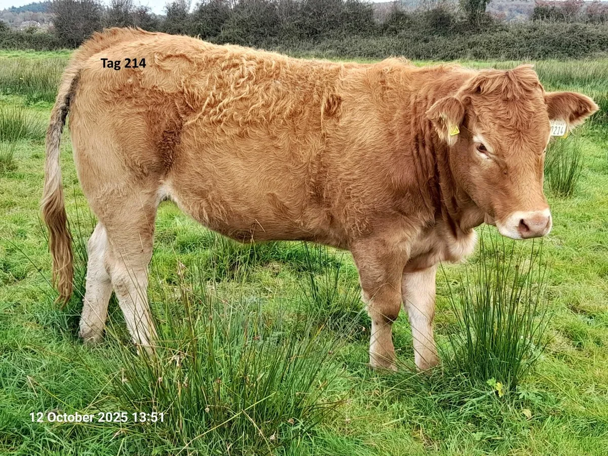 ⭐⭐⭐ Pedigree Limousin Heifers - PBR ⭐⭐⭐ - Image 4