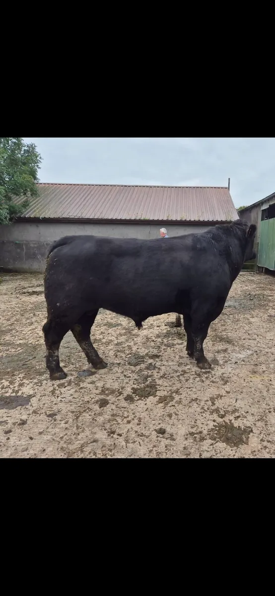 pedigree Angus Bull - Image 2