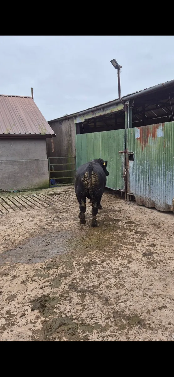 pedigree Angus Bull - Image 3