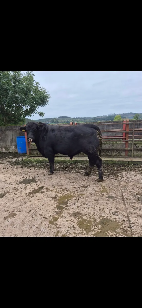 pedigree Angus Bull - Image 1