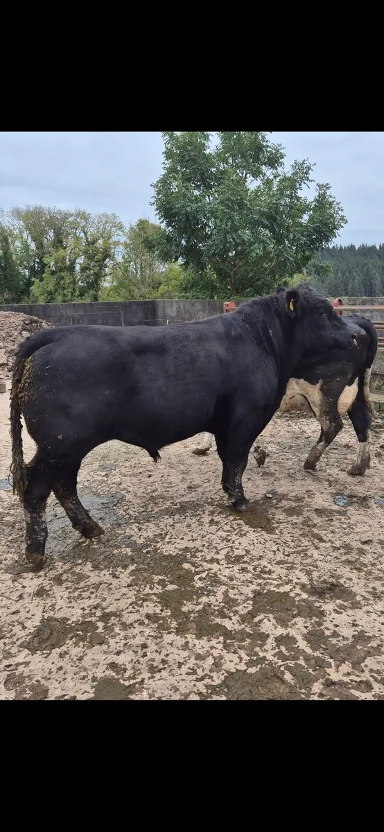 pedigree Angus Bull - Image 4