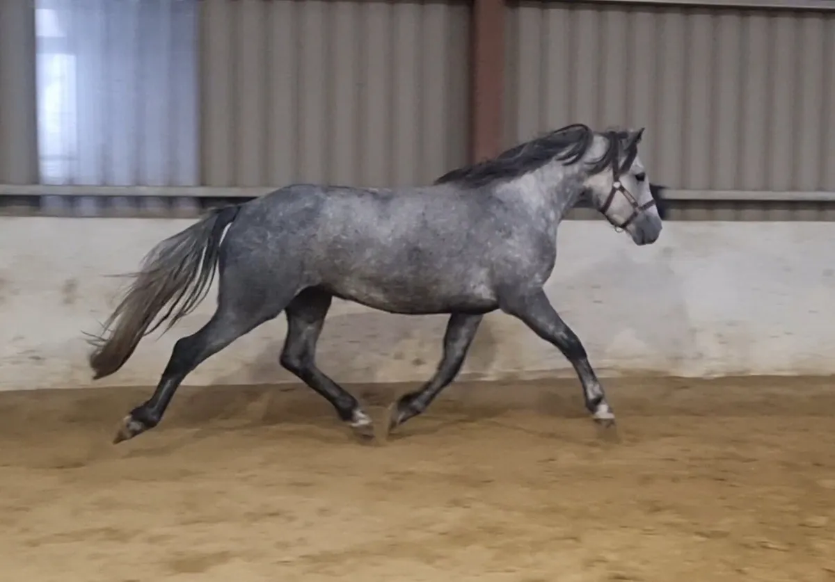 3yr old filly by Ice & Fire d'Albran - Image 1