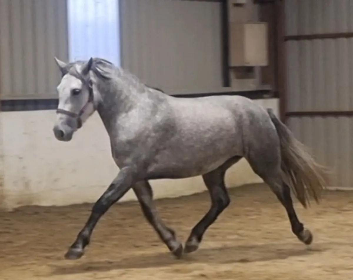 3yr old filly by Ice & Fire d'Albran - Image 3