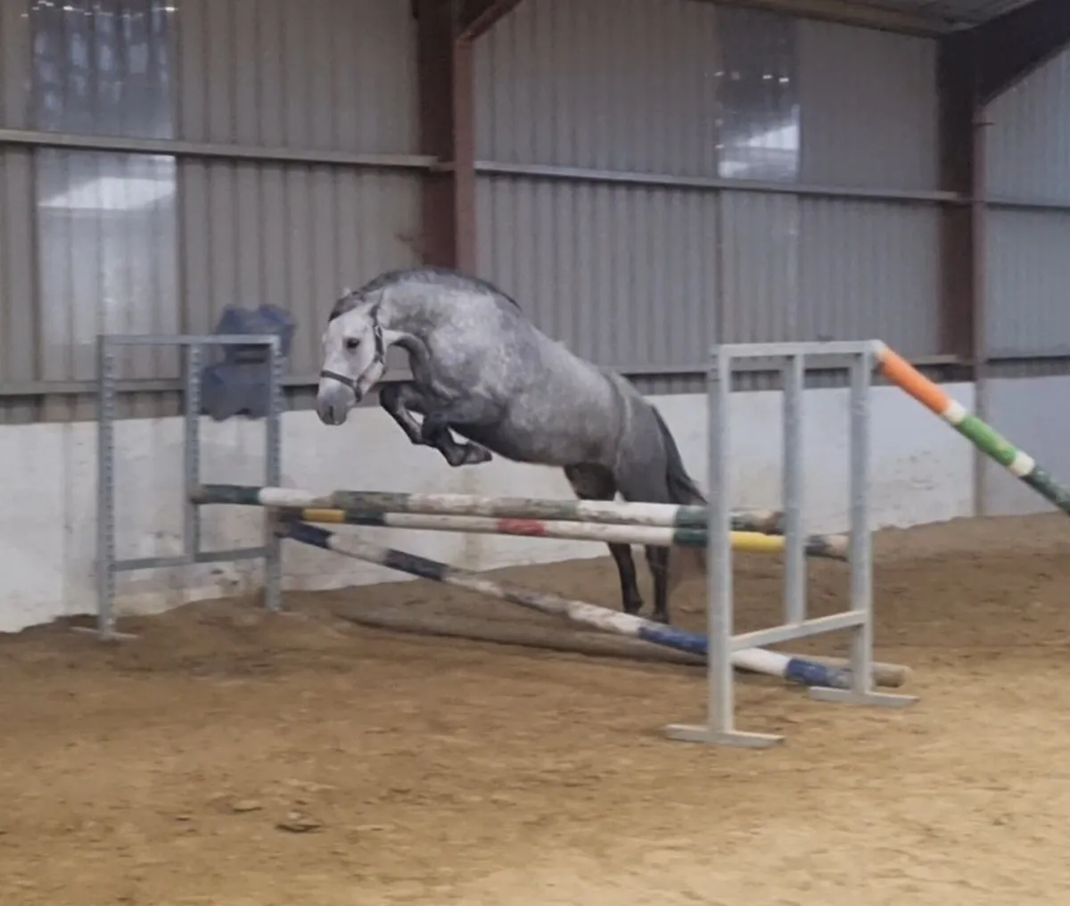 3yr old filly by Ice & Fire d'Albran - Image 4