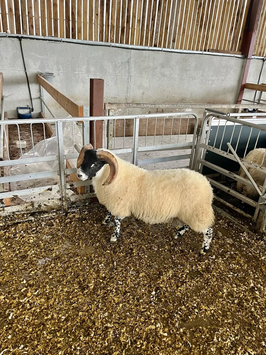 SIS Lanark rams n lambs - Image 1