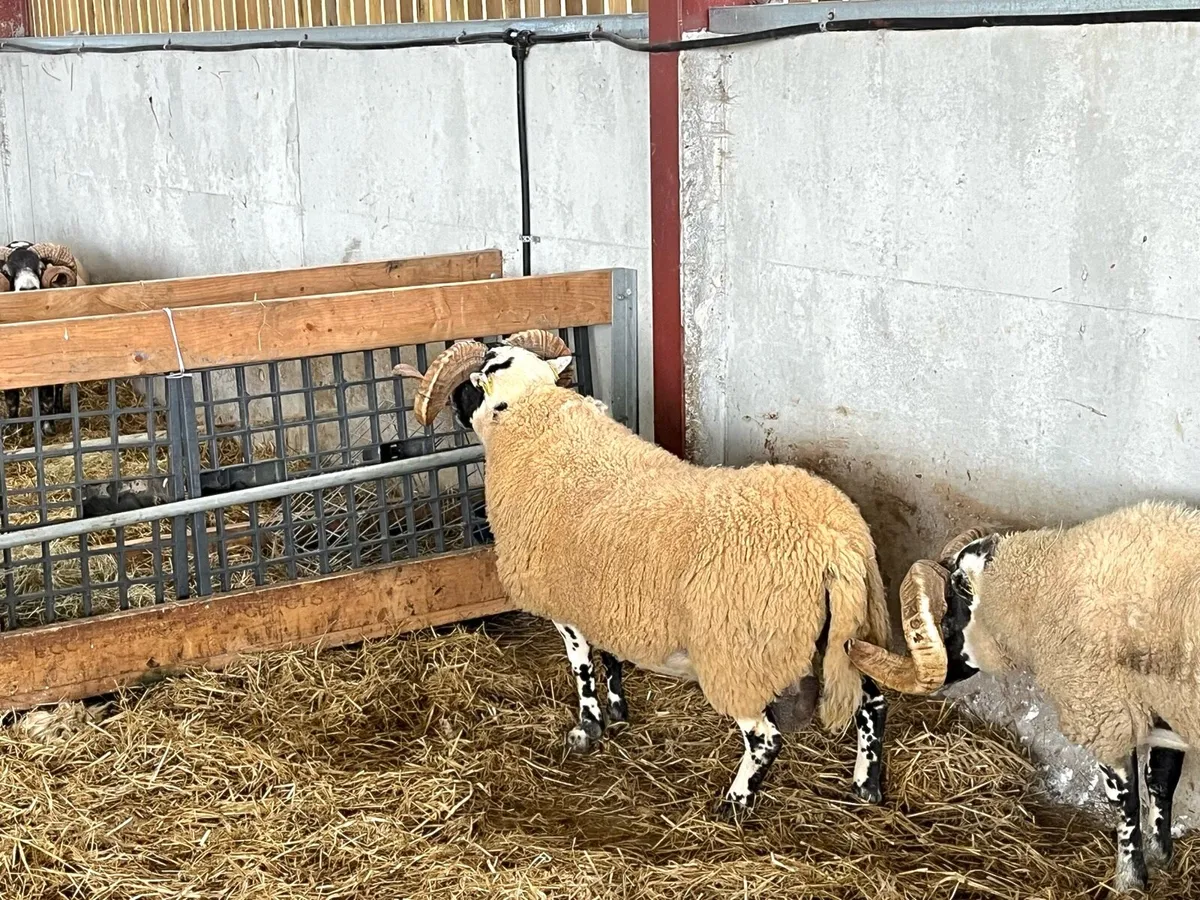 SIS Lanark rams n lambs - Image 2