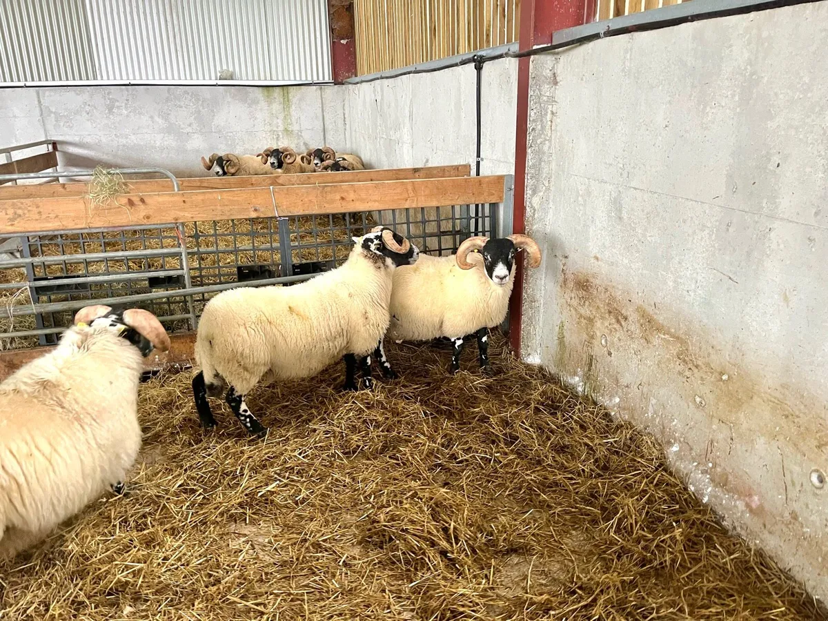 SIS Lanark rams n lambs - Image 3