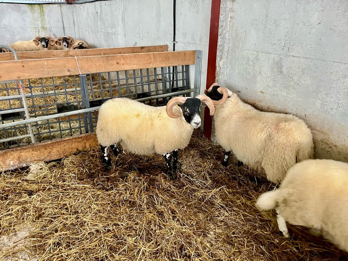 SIS Lanark rams n lambs - Image 4