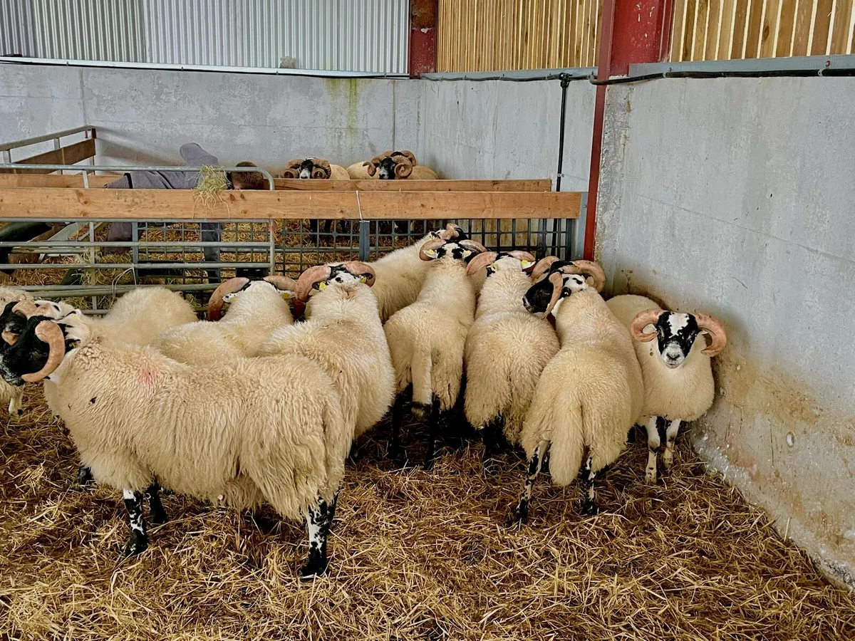 SIS Lanark Ram Lambs - Image 4