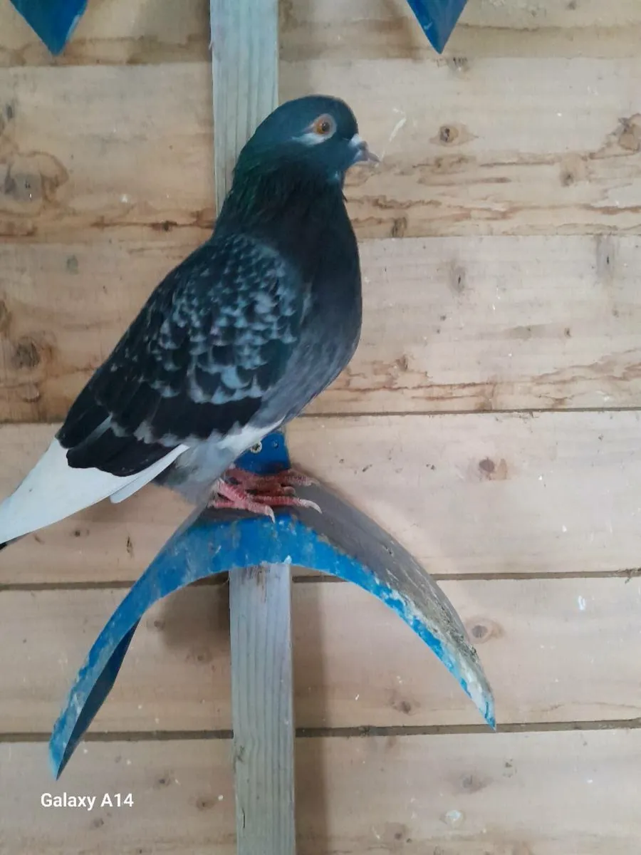 Pigeons for sale - Image 1
