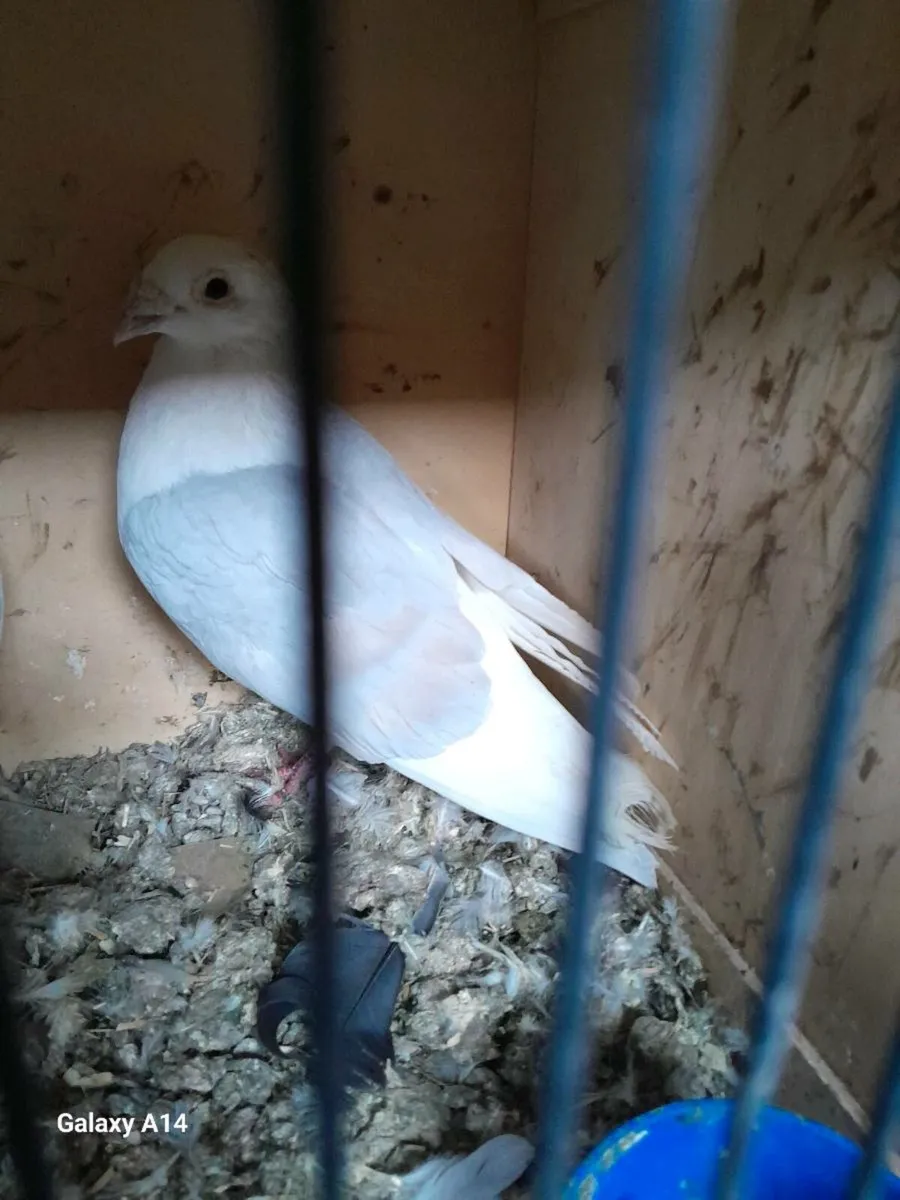Pigeons for sale - Image 3