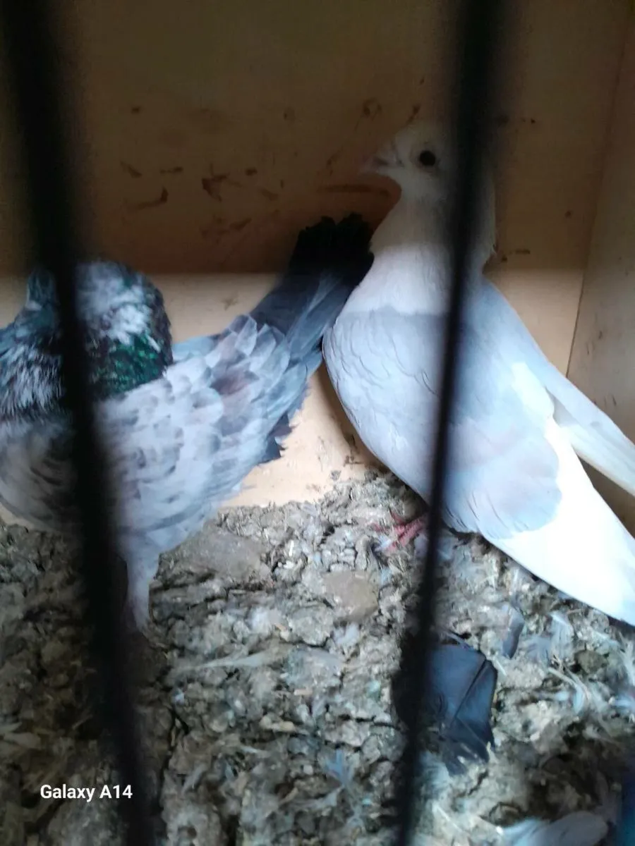 Pigeons for sale - Image 4