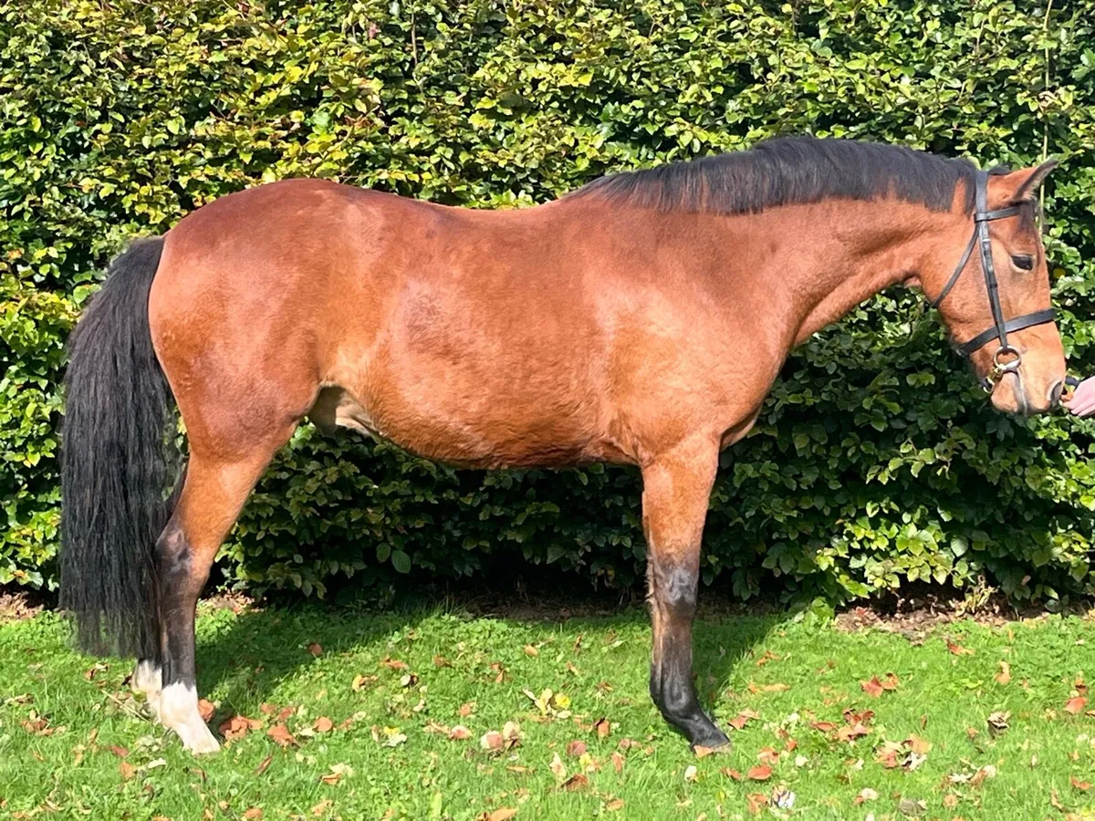 Potential Top Class WH/SJ/Event Pony - Image 1