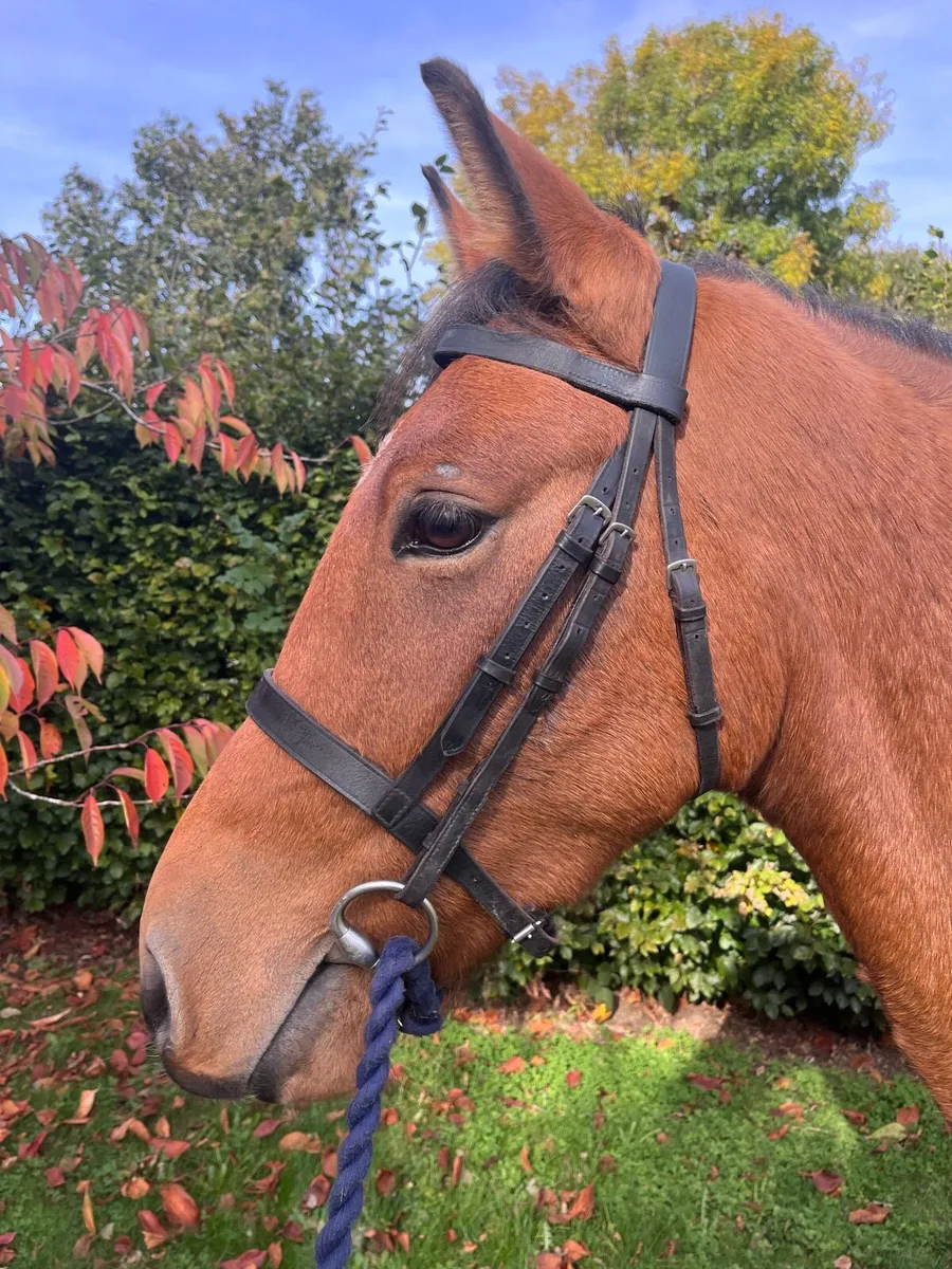Potential Top Class WH/SJ/Event Pony - Image 2