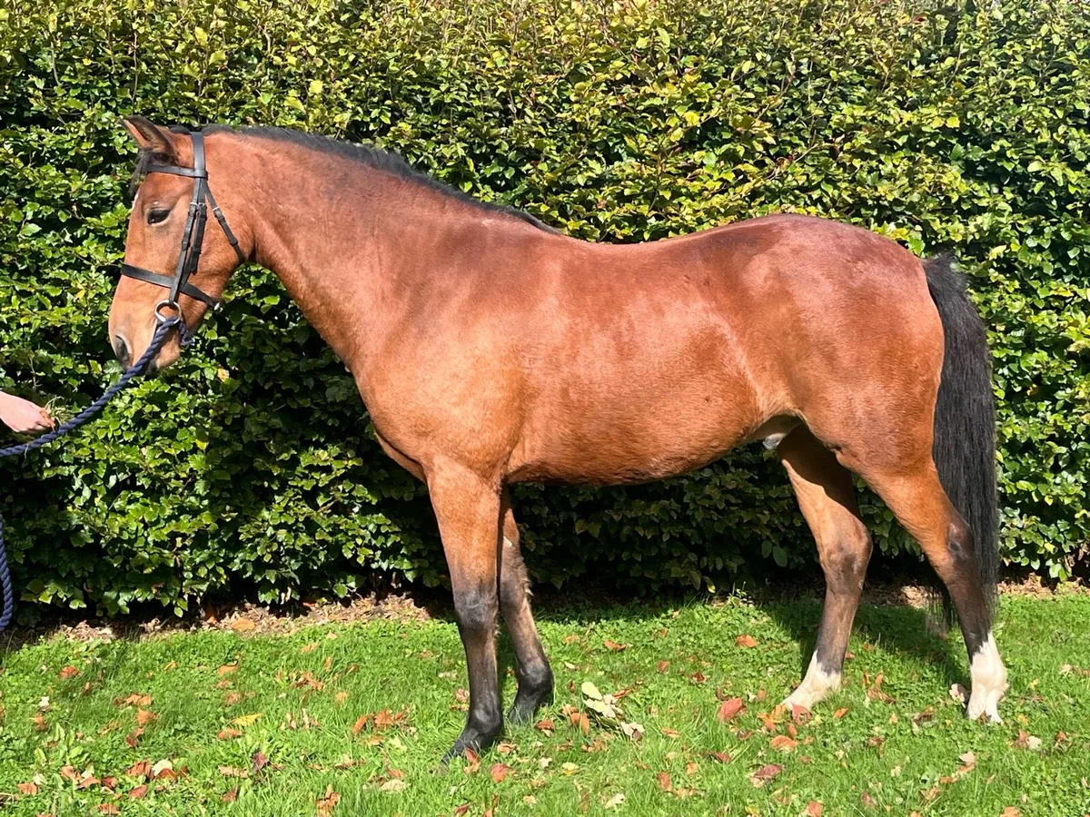 Potential Top Class WH/SJ/Event Pony - Image 3