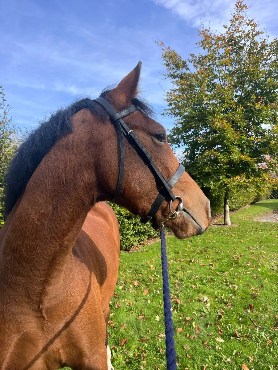 Potential Top Class WH/SJ/Event Pony - Image 4