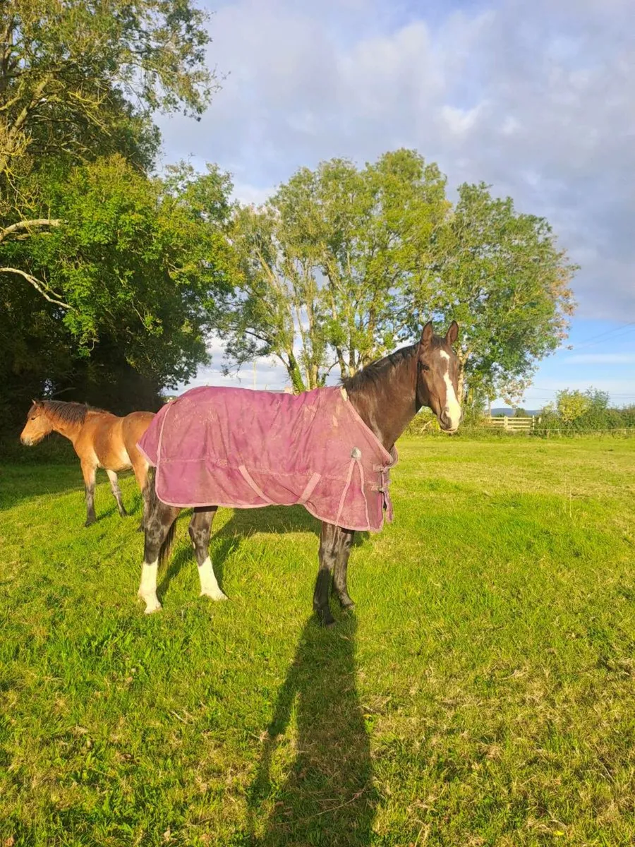 Bravour 2 year old - Image 1