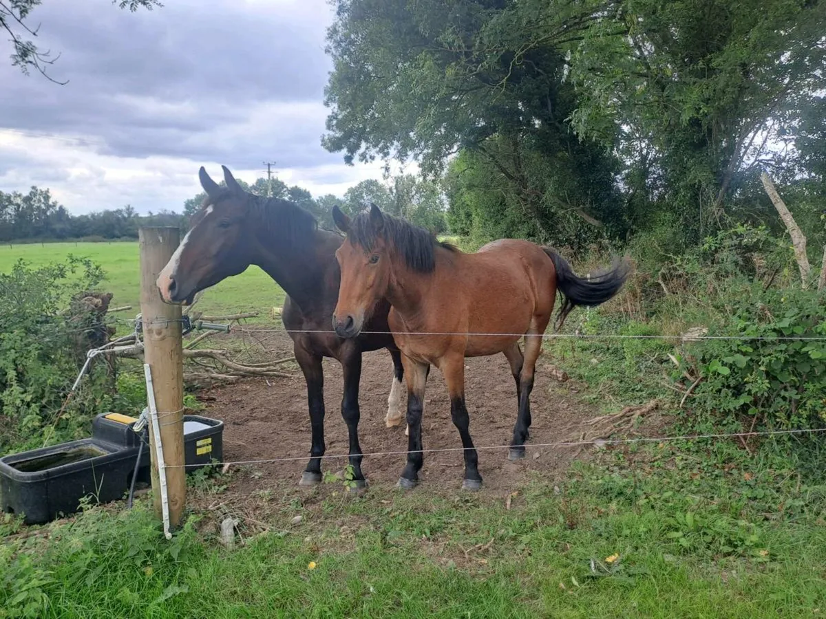 Bravour 2 year old - Image 4